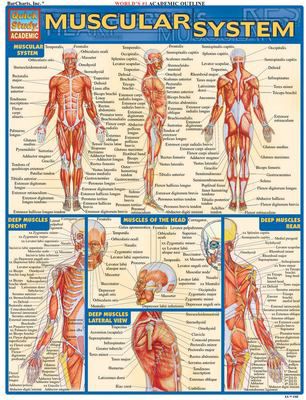 MUSCULAR SYSTEM